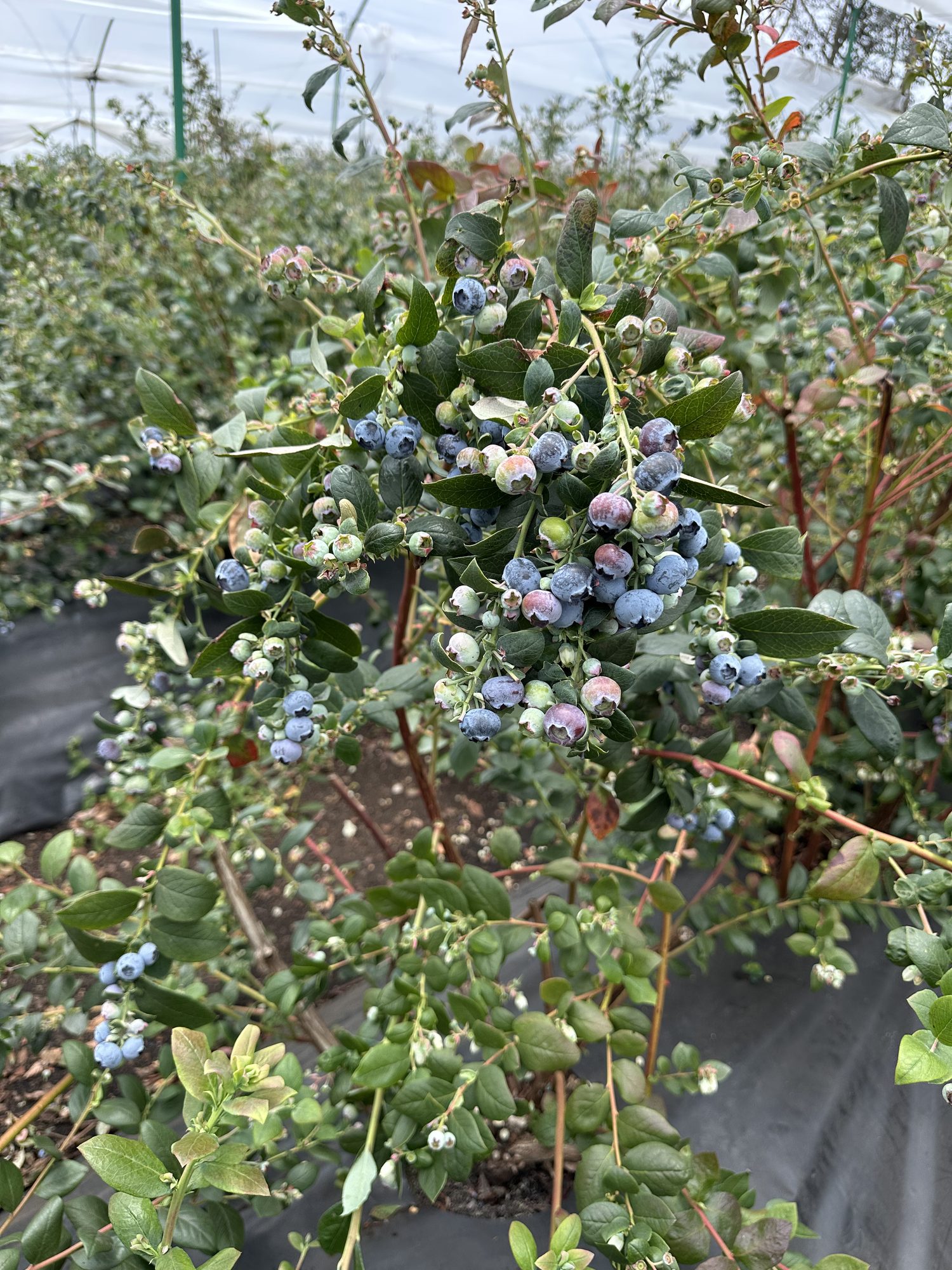 Cultivo de arándanos Fresh Pick en la Vereda Santa Bárbara, Guasca, a más de 2.800 m.s.n.m.