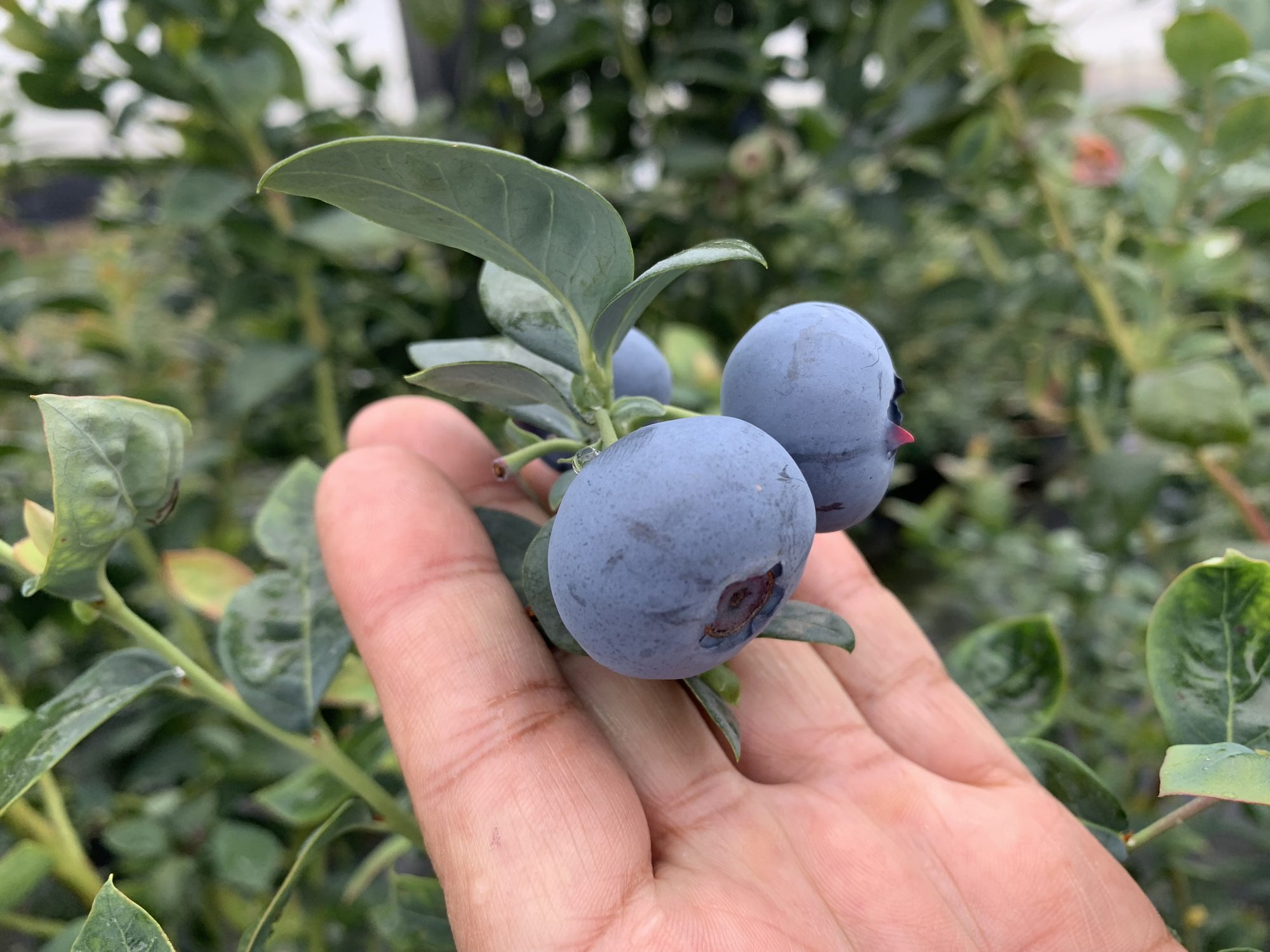 Mano sosteniendo arándanos frescos recién cosechados en la finca Fresh Pick en Guasca